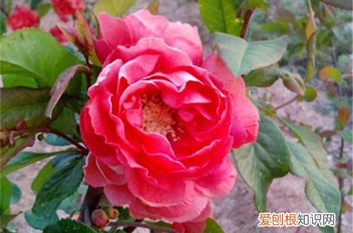 海棠树嫩叶卷起来 海棠树为什么叶子两边卷曲了，是怎么回事？