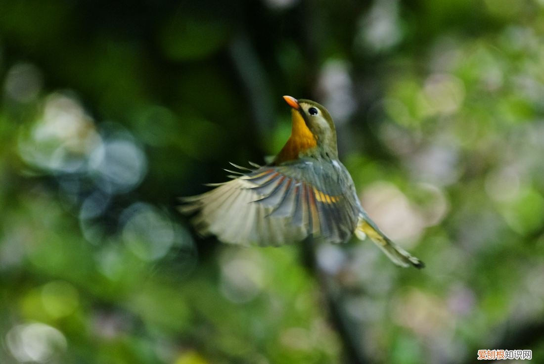 相思鸟喂食,相思鸟的饲料
