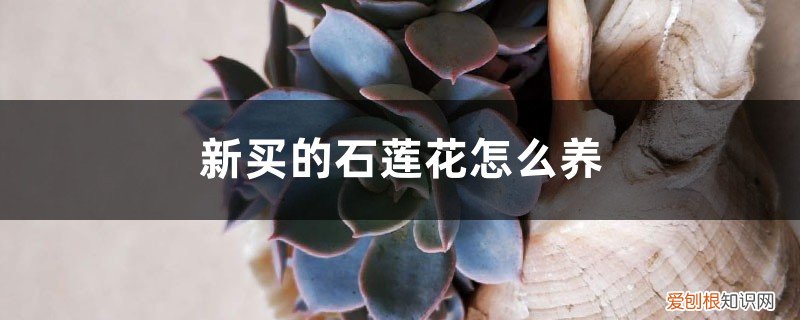 红石莲花怎么养 新买的石莲花怎么养