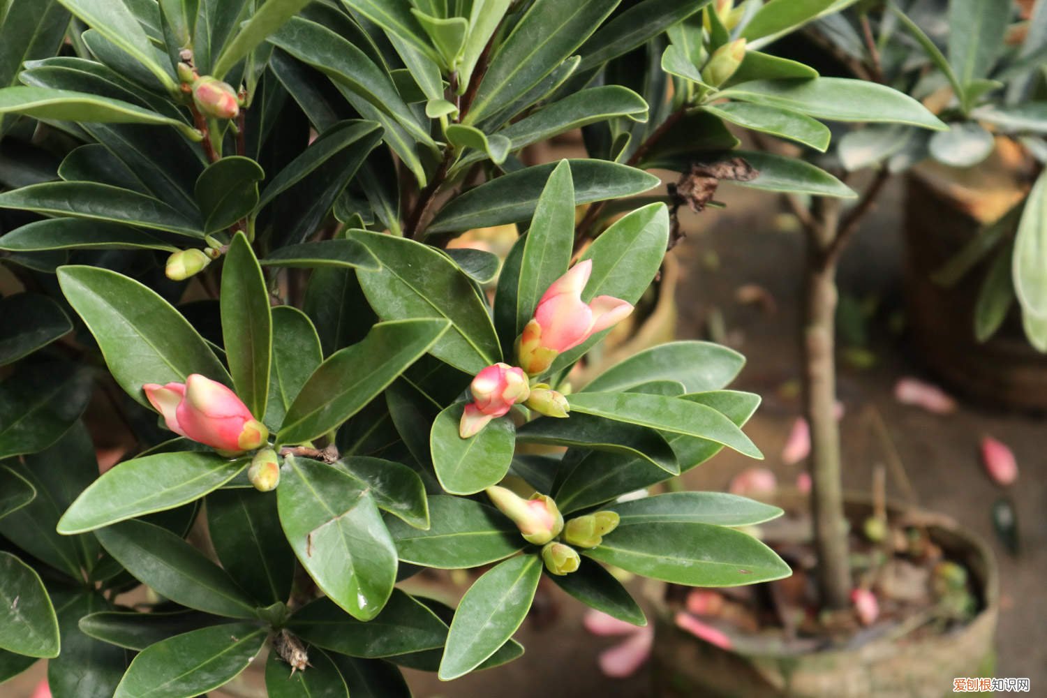 山茶花一棵多少钱 山茶花多少钱一株，山茶花的价格和图片