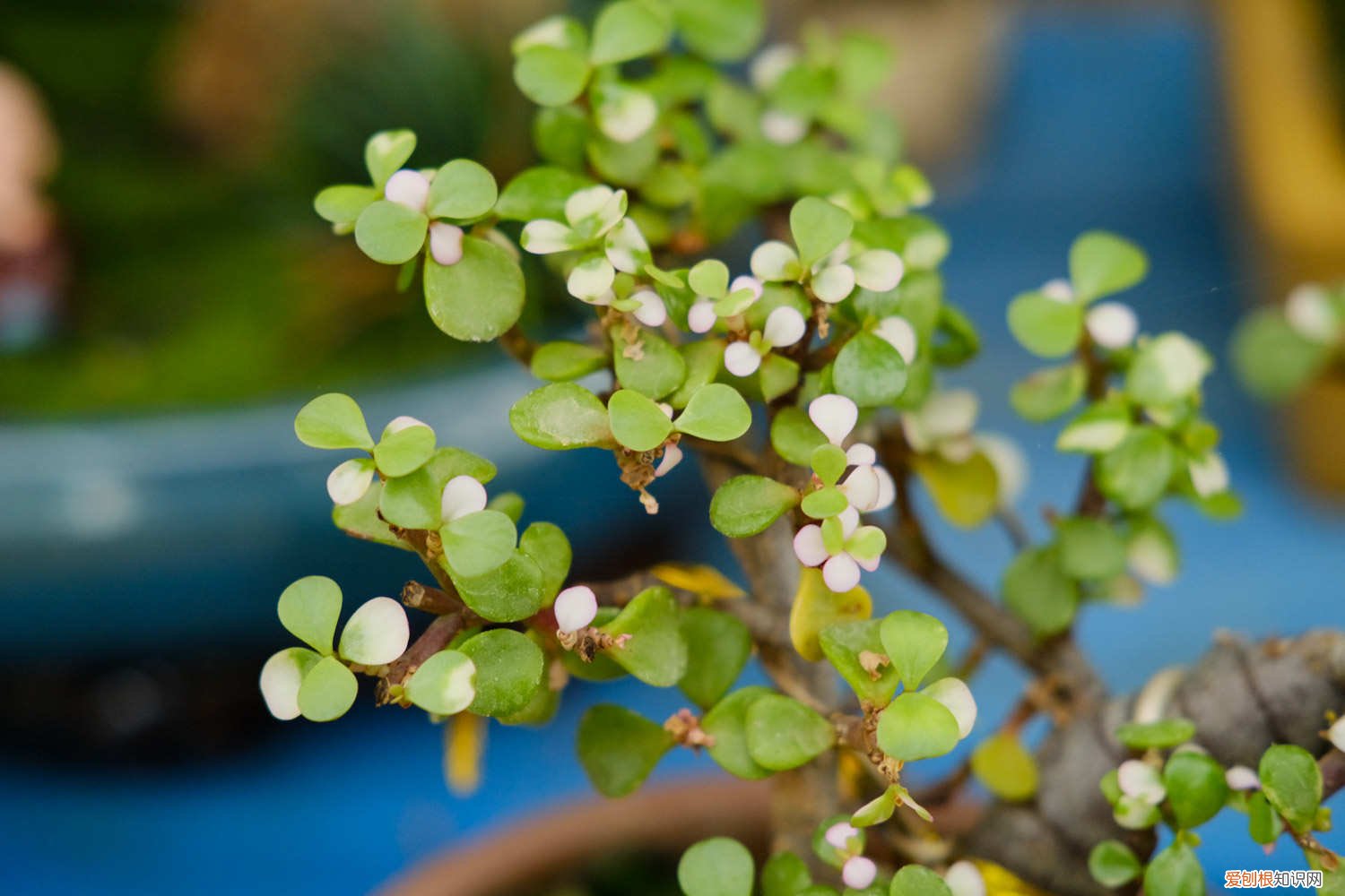 金枝玉叶怎么修剪造型,修剪方法图解视频 金枝玉叶怎么修剪造型，修剪方法图解