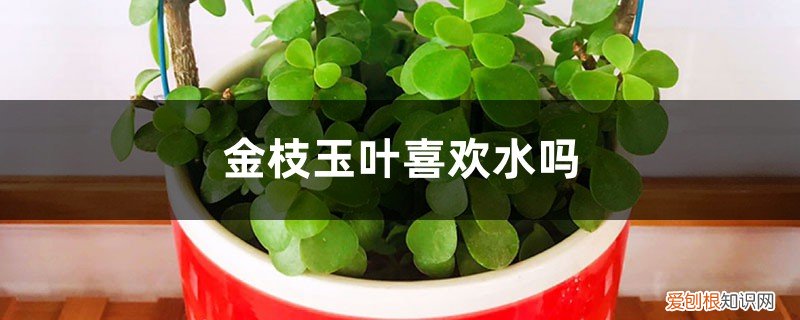 金枝玉叶花用什么土壤好 金枝玉叶喜欢水吗，喜欢什么样的土壤