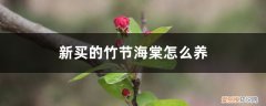 竹节海棠的养殖方法和注意事项室内能养吗? 新买的竹节海棠怎么养