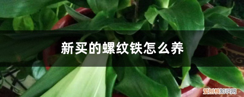 螺纹铁的养殖方法和注意事项 新买的螺纹铁怎么养