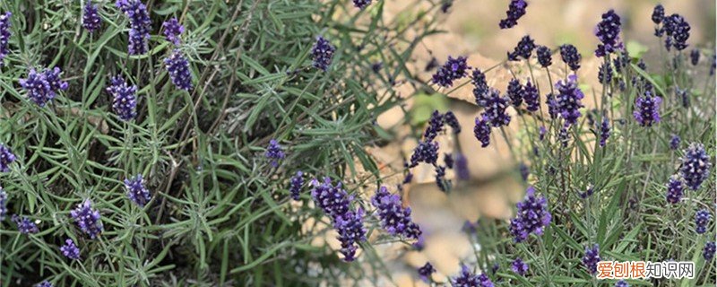 薰衣草可以养吗 新买的薰衣草怎么养