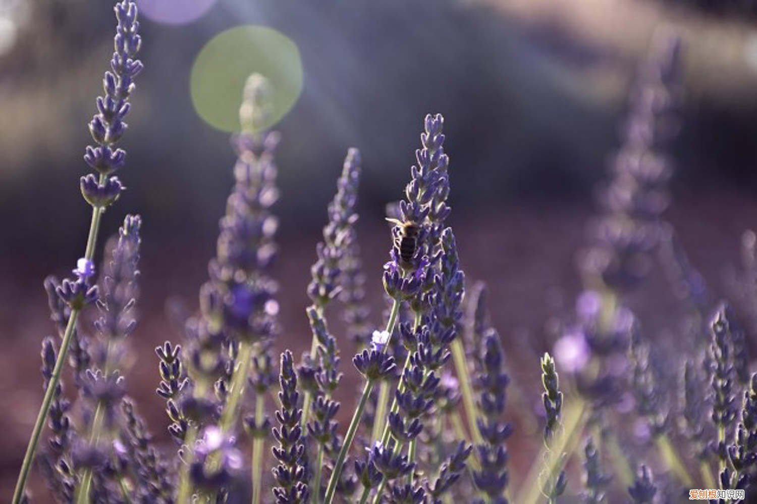 薰衣草可以养吗 新买的薰衣草怎么养