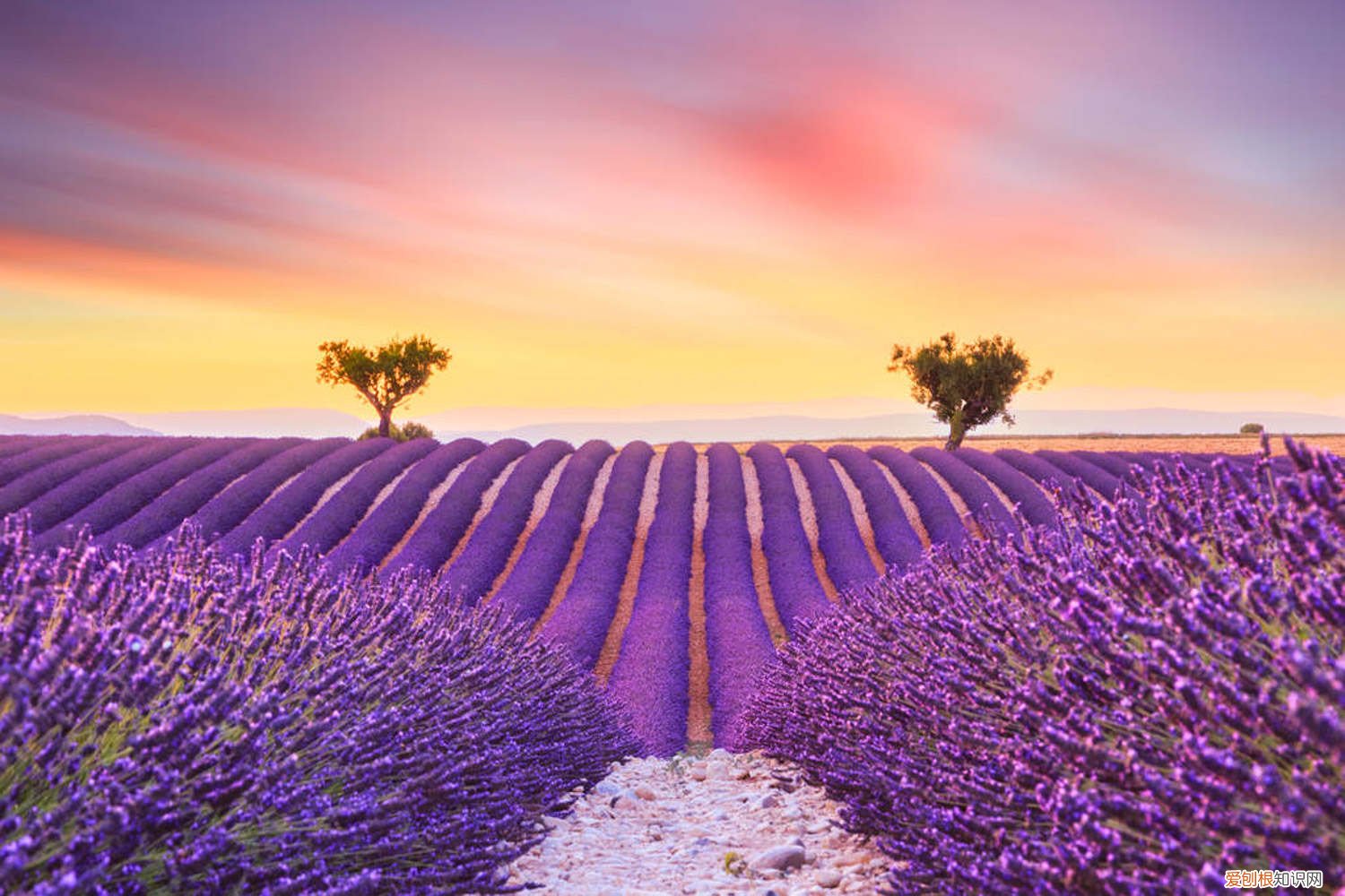 薰衣草可以养吗 新买的薰衣草怎么养