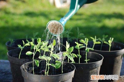 图 磁化水浇花如何呢 磁化水怎么制作