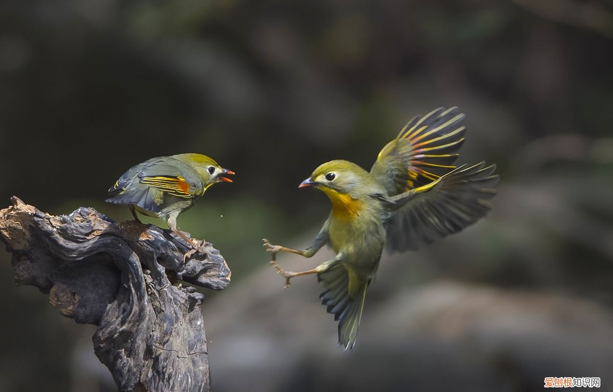 相思鸟饲料,相思鸟吃什么料