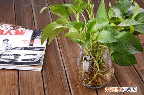 图 水培植物需要注意什么 水培植物的养护技巧