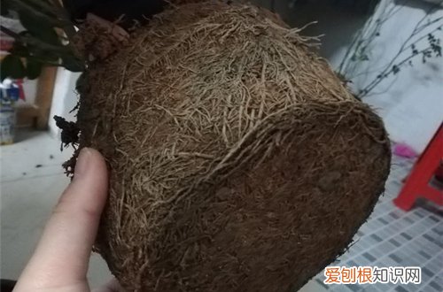 图 北方冬季入手茶花落叶落蕾是什么原因 茶花落叶落蕾怎么办