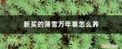 簿雪万年草怎么养 新买的薄雪万年草怎么养