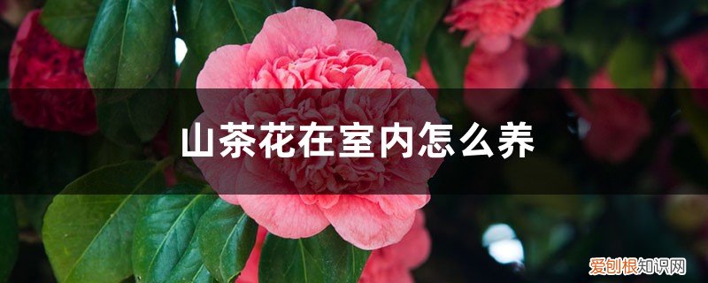 山茶花适合在屋里养吗 山茶花在室内怎么养，在家里养好不好