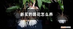 昙花应该怎么养 新买的昙花怎么养