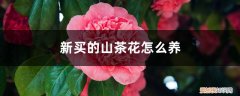 新买的山茶花怎么养护 新买的山茶花怎么养