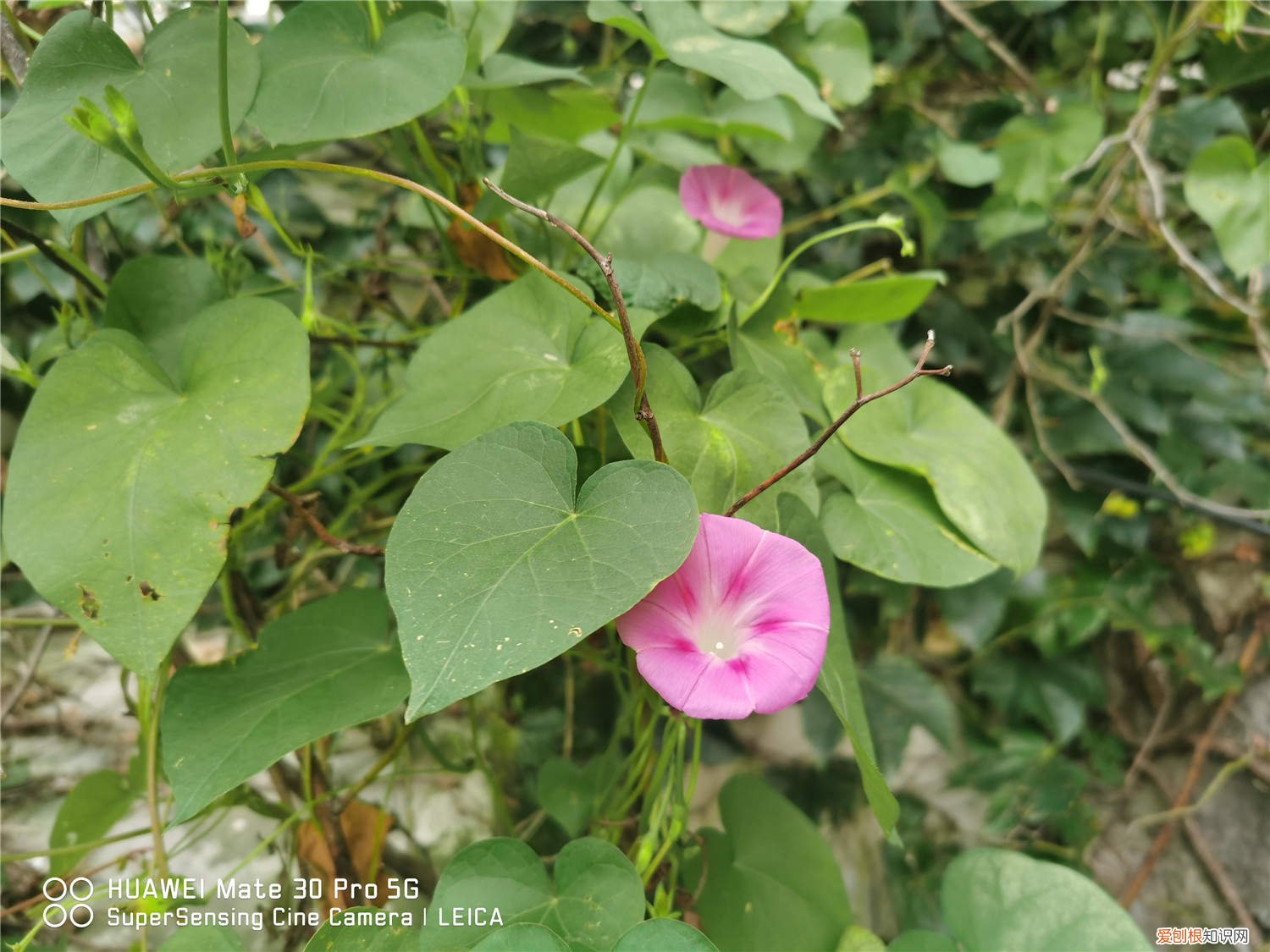 刚买牵牛花怎样养 新买的牵牛花怎么养
