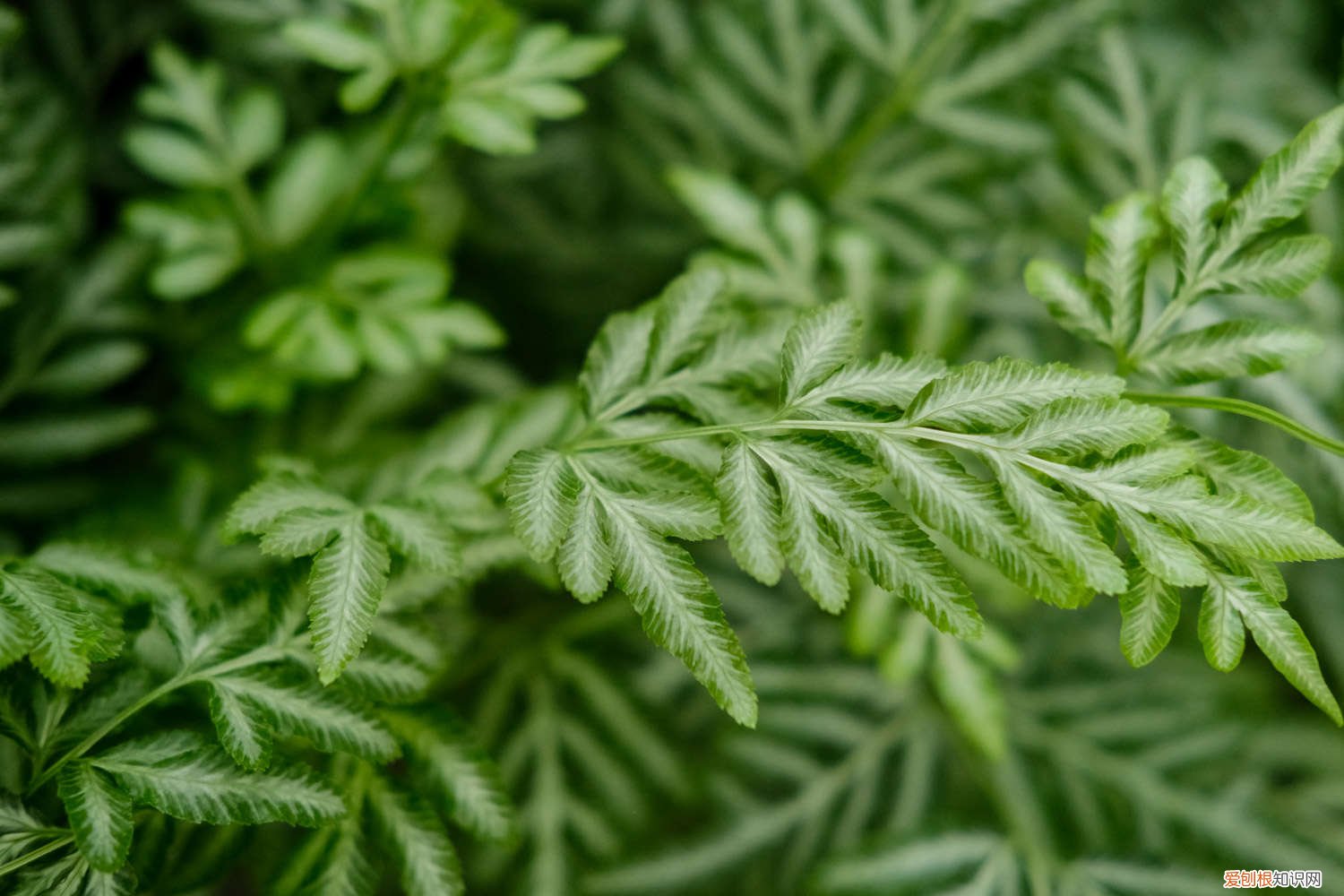 凤尾蕨怎么繁殖 新买的凤尾蕨怎么养