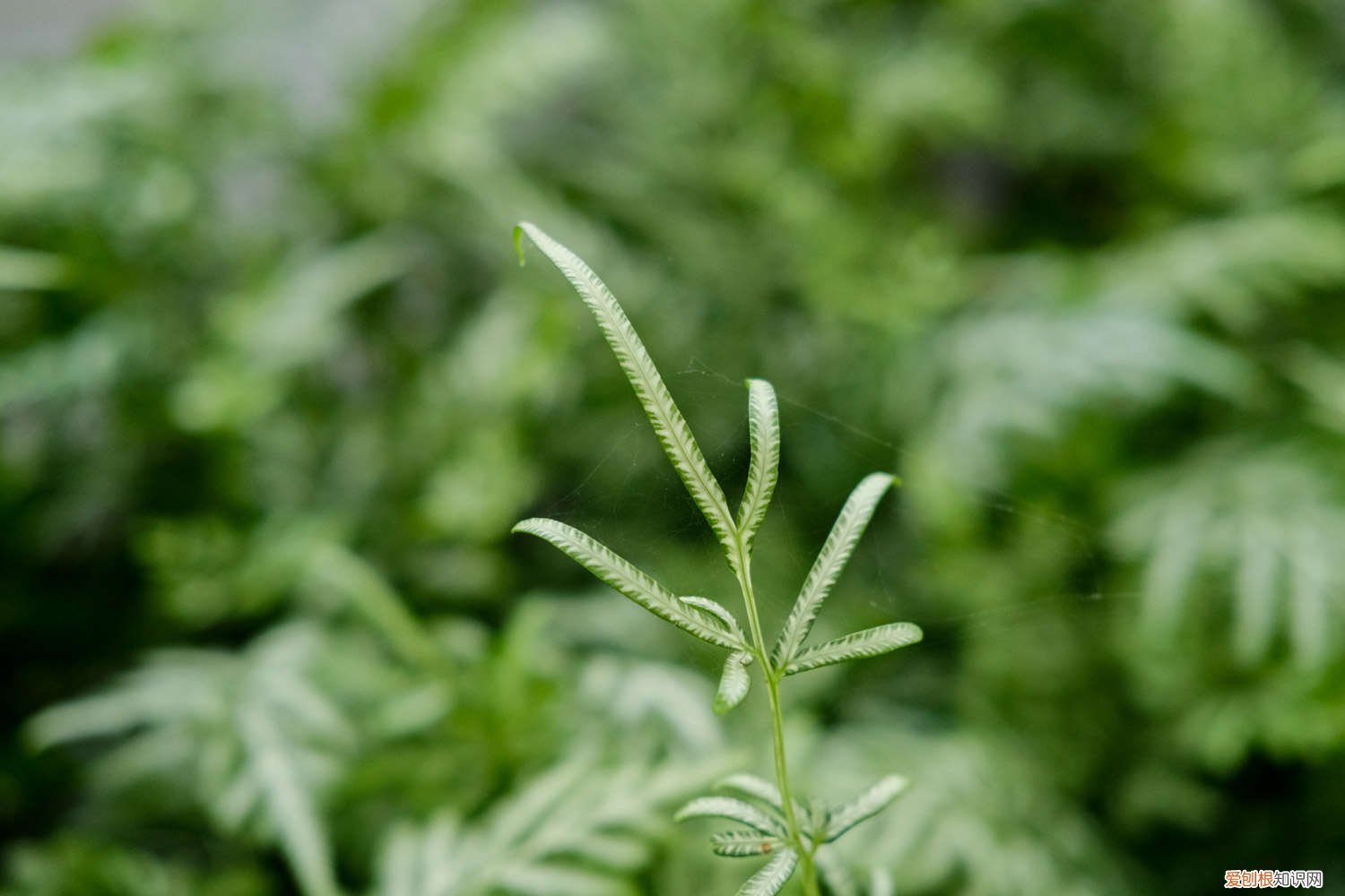 凤尾蕨怎么繁殖 新买的凤尾蕨怎么养