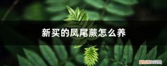 凤尾蕨怎么繁殖 新买的凤尾蕨怎么养