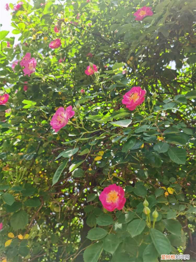 买回来的蔷薇怎么栽 新买的蔷薇怎么养