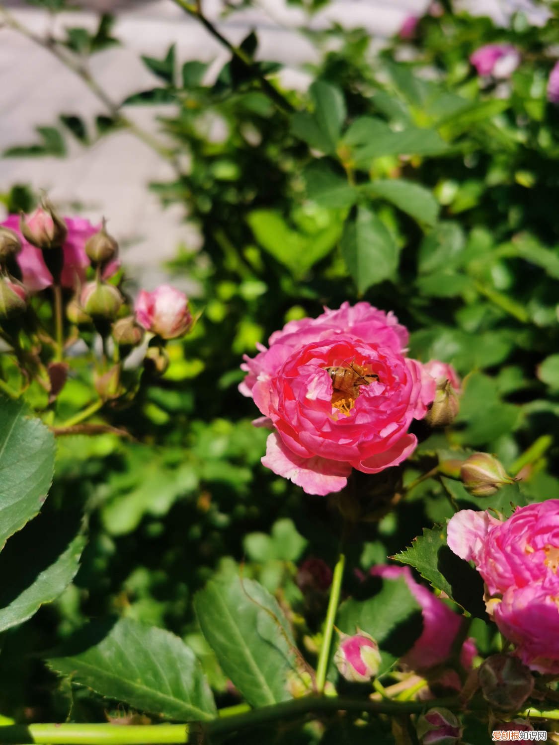 买回来的蔷薇怎么栽 新买的蔷薇怎么养