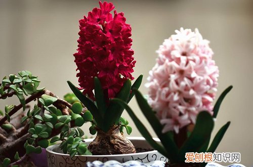 图 土培风信子怎么养 土培风信子的养护方法和注意事项