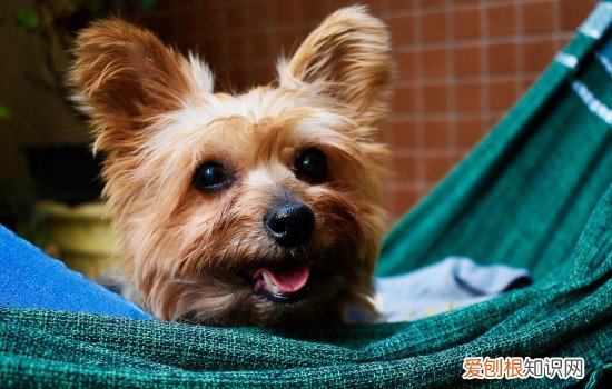 狗狗坐着的时候一只后腿外撇 狗狗坐着后腿往外撇