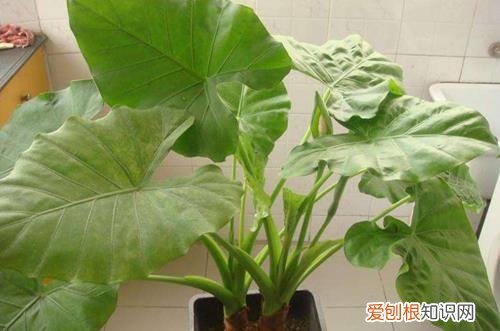 图 滴水观音怎么养 滴水观音的养殖方法和注意事项