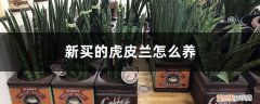 新买的虎皮兰怎么养活 新买的虎皮兰怎么养