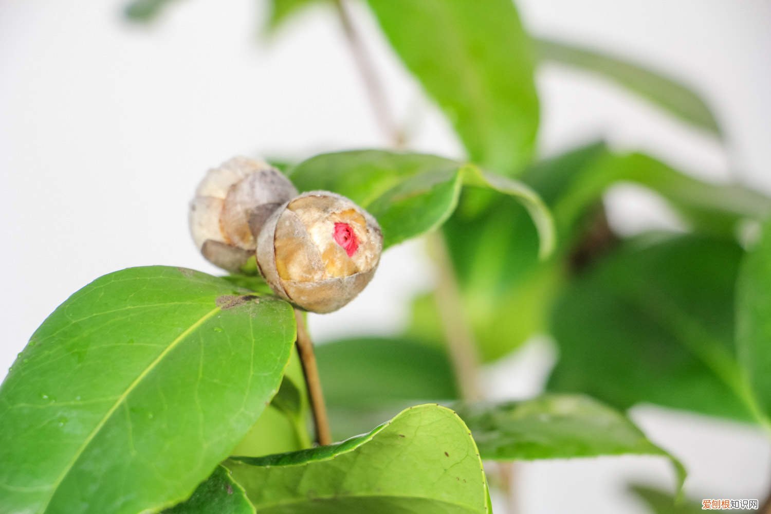 山茶花移植注意事项 山茶花小苗什么时候移栽，山茶花移栽需要注意什么事项