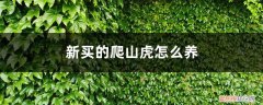 爬山虎怎样养 新买的爬山虎怎么养