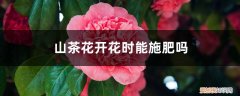 山茶花花苞期可以用什么肥 山茶花开花时能施肥吗，开花期施什么肥