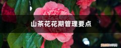 山茶花花期施什么肥 山茶花花期管理要点，山茶花花期怎么施肥