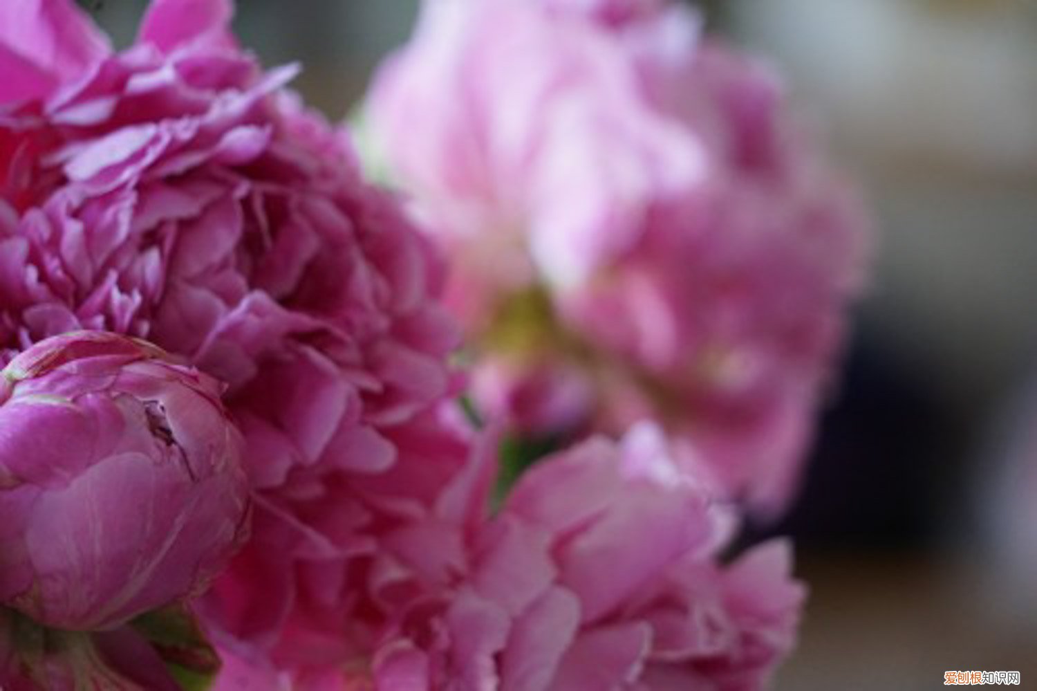 芍药换盆后叶子萎了如何处理 芍药换盆后不开花了，什么时候给芍药换盆
