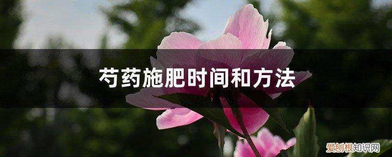 芍药花施什么肥料 芍药施肥时间和方法，芍药喜欢什么肥料