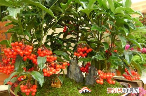 冬天观果植物有哪些 观果植物冬季怎么养护