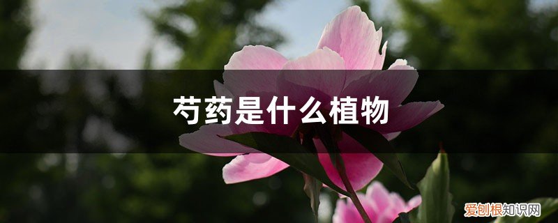 芍药是什么植物有什么药用价值 芍药是什么植物，芍药是花还是树