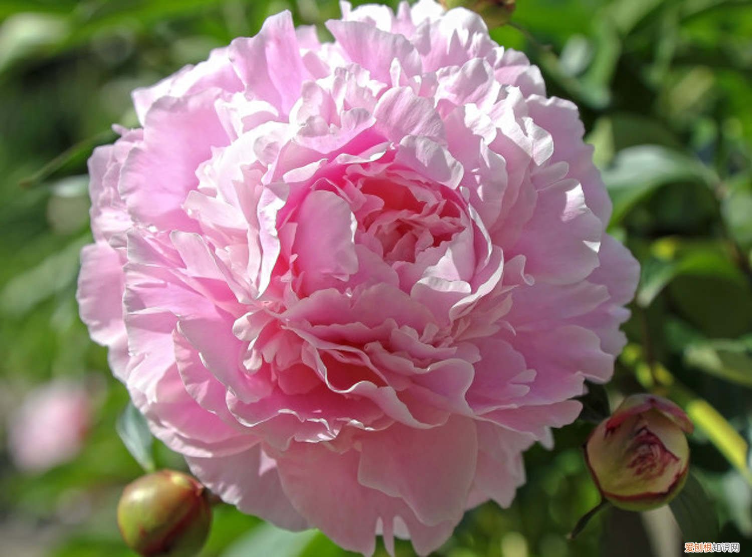 芍药是什么植物有什么药用价值 芍药是什么植物，芍药是花还是树