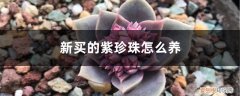 紫珍珠用什么样的盆养好 新买的紫珍珠怎么养