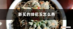 刚买回来的绯花玉要怎么处理 新买的绯花玉怎么养