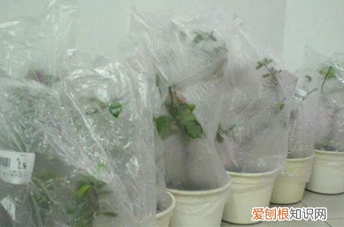 图 什么是植物套袋保湿法 怎么给植物套袋保湿