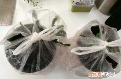 图 什么是植物套袋保湿法 怎么给植物套袋保湿