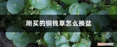 铜钱草换盆需要剪去叶子吗 刚买的铜钱草怎么换盆，铜钱草换盆后打蔫