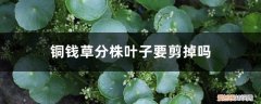 铜钱草叶子剪掉几天可以长出来 铜钱草分株叶子要剪掉吗，铜钱草分株几天能发芽