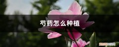 芍药怎么种植? 芍药怎么种植，芍药种子的种植方法