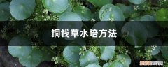 如何水培铜钱草的根 铜钱草水培方法，铜钱草水培怎么固定根