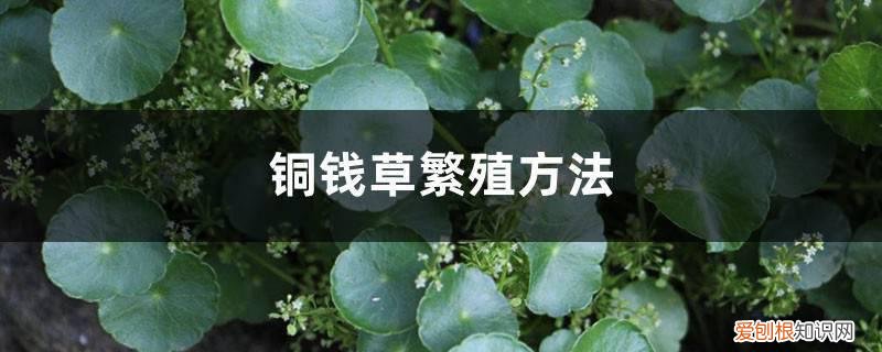 铜钱草繁殖方法,铜钱草没根能繁殖吗 铜钱草繁殖方法，铜钱草没根能繁殖吗