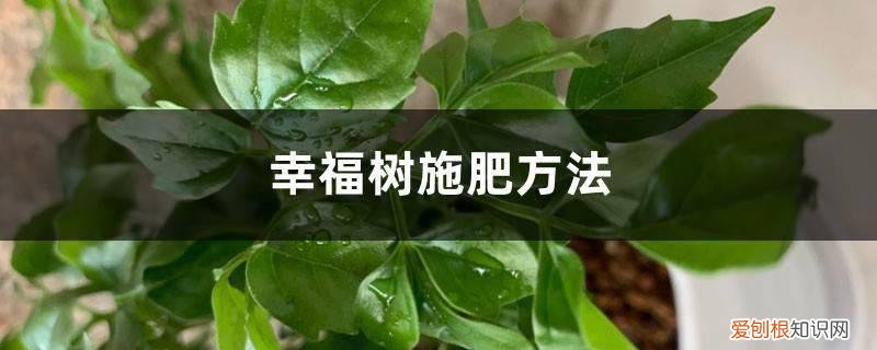 幸福树怎样施肥施什么肥好 幸福树施肥方法，幸福树施肥用什么肥料