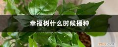 幸福树种子多长时间发芽 幸福树什么时候播种，幸福树种子的采收