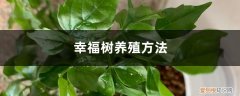 幸福树养殖方法,幸福树怎么养活的 幸福树养殖方法，幸福树怎么养活